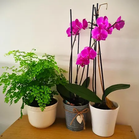 Spacieuse A Homestay